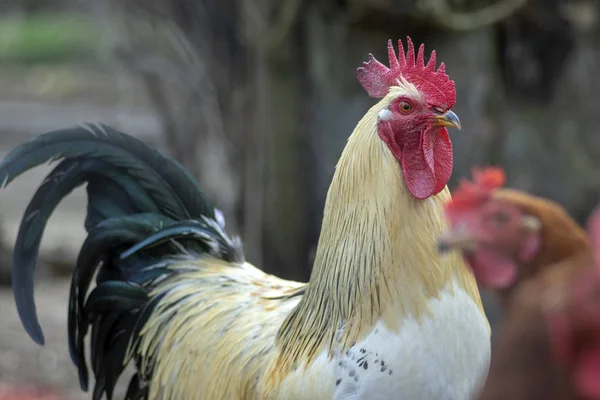 Gallo blanco beige pájaro en el jardín de la granja, retrato de utilidad animal doméstico —  Fotos de Stock