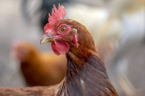 Red brown hen bird in the garden on the farm, portrait of utility domestic animal — Stock Photo, Image