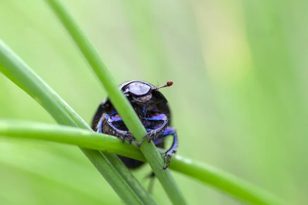 Anoplotrupes stercorosus belo pequeno dor beatle, azul cor do corpo preto, azul metálico brilhante — Fotografia de Stock