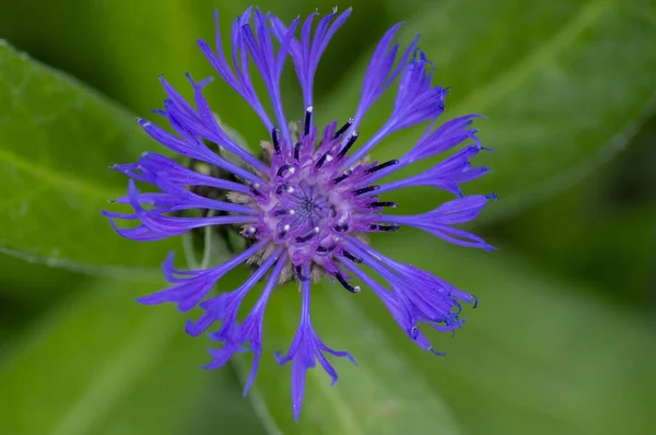 Rozkvetlá květinka Centaurea Montana, kvetoucí dekorativní modrá rostlina — Stock fotografie