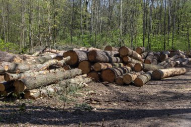 Ağaçların kesilmesi, kabuk böceği felaketi, kozalaklı ağaç ormanlıktaki kazık üzerinde kütükler