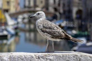 Larus michahellis İtalyan kuşu, Chioggia kasabasında taş köprü üzerinde genç Sarı bacaklı Martı