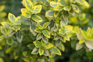 Euonymus fortunei emeralnd n altın çeşitleri yaprakları, sarı ve yeşil yaprak, süs dalları