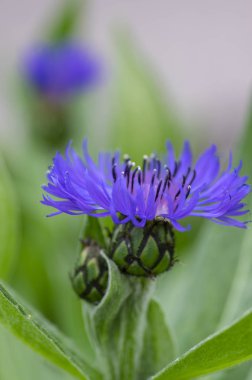 Bloom Centaurea Montana dağ çok yıllık peygamber çiçeği, çiçekli süs mavi bitki
