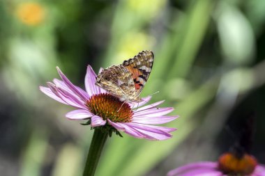 Vanessa cardui Ekinezya purpurea çiçekli bitki, çiçekli doğu mor koni çiçeği üzerinde oturan