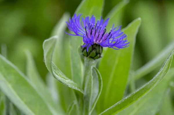 百金蒙大拿山多年生玉米花盛开,开花观赏性蓝色植物 — 图库照片