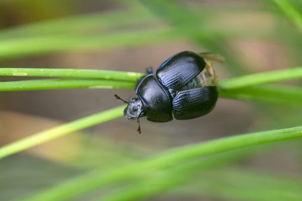 Anoplotrupes stercorosus beatle beatle, blue black colour, bright metalic blue — стоковое фото