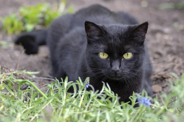 Siyah kedi bahçede beklemek yalan, açık yeşil gözlü karanlık canavar, güzel hayvan, göz teması — Stok fotoğraf
