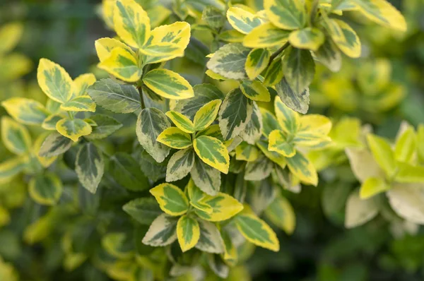 Euonymus fortunei emeralnd n zlatý kultivar listí, žlutý a zelený list, dekorativní větve — Stock fotografie