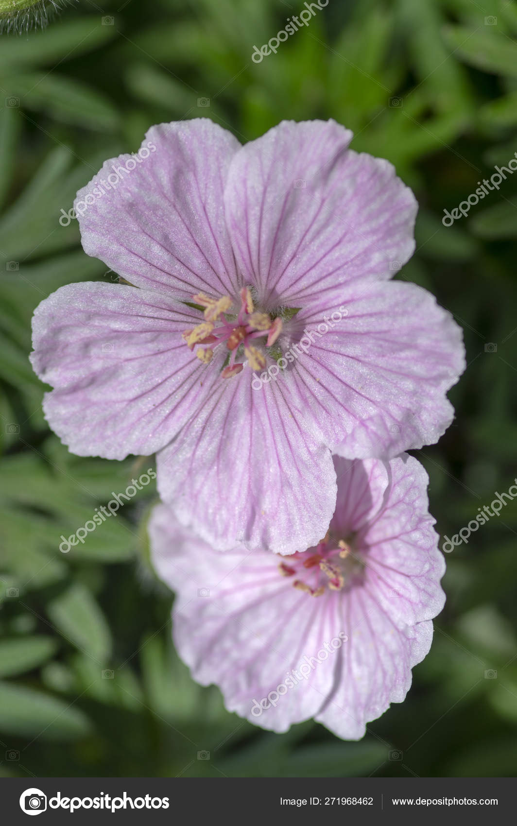 Geranium sanguineum Storchenschnabel Pink Summer