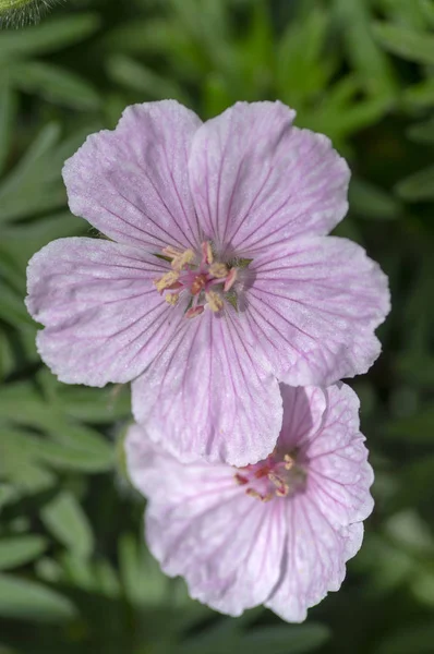 Герань сангвінік Стриатум красива декоративна квіткова рослина, група світло-рожевих білих квітів у цвітіння, зелене листя — стокове фото