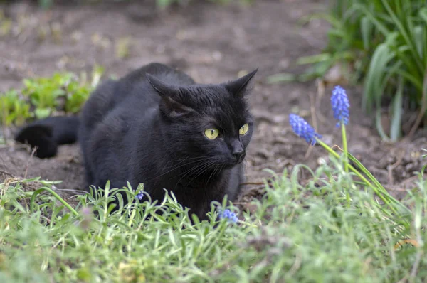 Black cat lie in wait in the garden, dark beast with light green eyes, beautiful animal