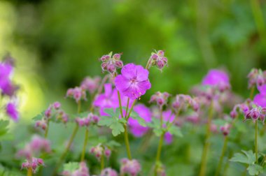 Sardunya cantabrigiense Karmina tomurcuklarla çiçekli bitkiler, bahçede çiçek süs pembe cranesbill çiçekler grubu