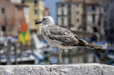 Larus michahellis İtalyan kuşu, Chioggia kasabasında taş köprü üzerinde genç Sarı bacaklı Martı