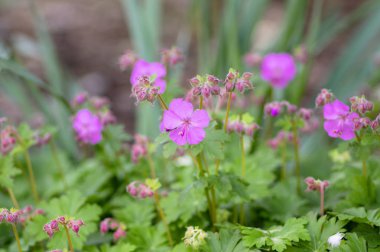 Sardunya cantabrigiense Karmina tomurcuklarla çiçekli bitki, bahçede çiçek süs pembe cranesbill çiçekler grubu