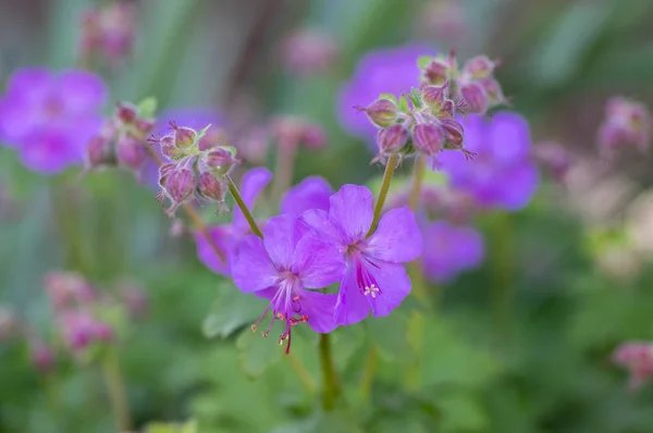 Geranium cantabrigiense karmina blühende Pflanzen mit Knospen, eine Gruppe rosa Zierblumen im Garten — Stockfoto