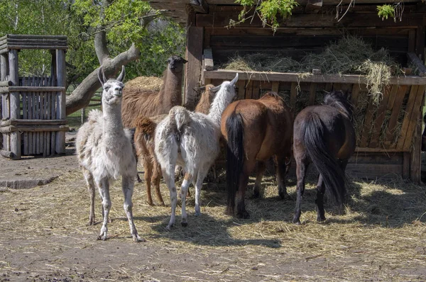 Коні, лами та кози їдять у кормі, сільськогосподарські тварини насолоджуються сонячним весняним днем у кутюр'ї — стокове фото
