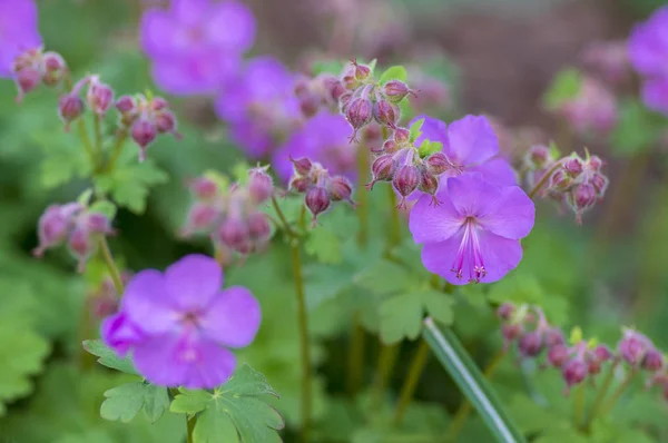Geranium cantabrigiense karmina flowering plants with buds, group of ornamental pink cranesbill flowers in bloom in the garden — Stock Photo, Image
