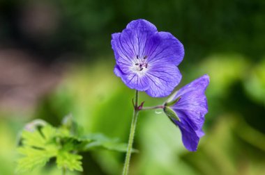 Cranesbills group of flowers, Geranium Rozanne in bloom, beautiful flowering plant with green leaves clipart