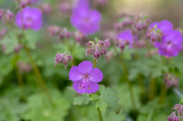 Geranium cantabrigiense karmina blühende Pflanze mit Knospen, Gruppe von Zierkranzschnabelblüten in voller Blüte im Garten — Stockfoto