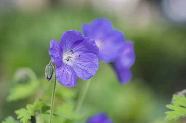 Kraniche Gruppe von Blumen, Geranien rozanne in der Blüte, schöne blühende Pflanze mit grünen Blättern — Stockfoto