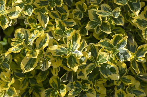 Euonymus fortunei emeralnd n gold cultivar leaves, yellow and green leaves, ornamental branches — Stock Photo, Image