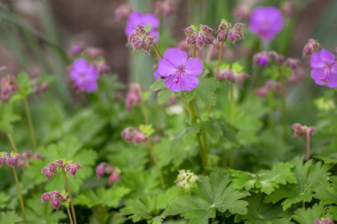 Sardunya cantabrigiense Karmina tomurcuklarla çiçekli bitki, bahçede çiçek süs pembe cranesbill çiçekler grubu