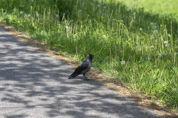 Western jackday gemeiner europäischer dunkler Vogel, einzelnes Tier im Grünen — Stockfoto