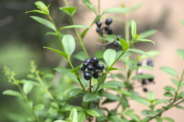 Ligustrum vulgare ripened black berries fruits, shrub branches with leaves — Stock Image Ligustrum vulgare ripened black berries fruits, shrub branches with leaves Royalty Free Stock Photos