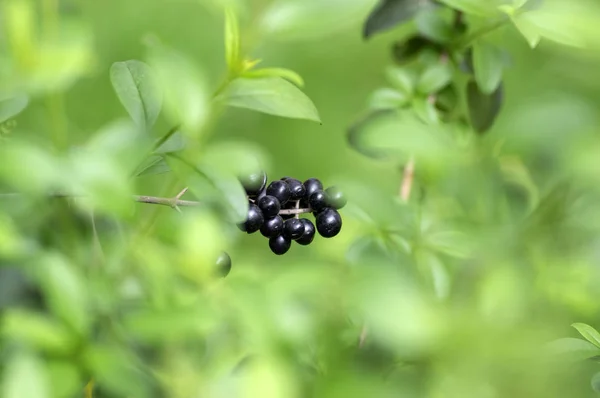 Ligustrum vulgare ripened black berries fruits, shrub branches with leaves — Stock Image Ligustrum vulgare ripened black berries fruits, shrub branches with leaves Stock Photo