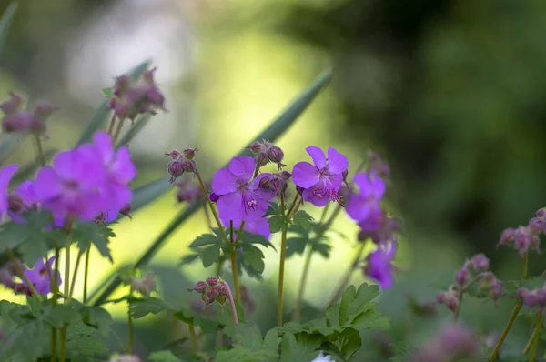 Geranium cantabrigiense KARMINA bloeiende planten met knoppen, groep van sier roze ooievaarsbek bloemen in bloei in de tuin — Stockfoto