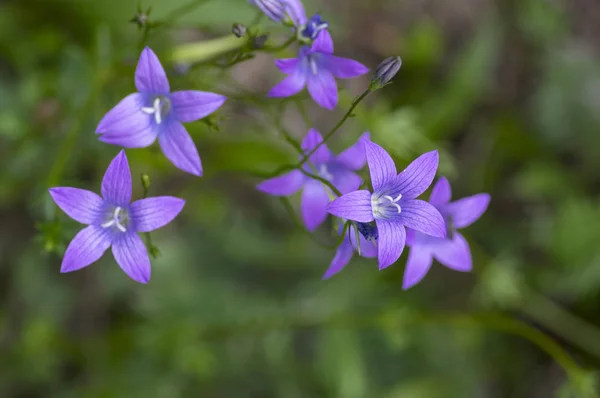 Campanula patula planta floração selvagem, belo roxo espalhando flores do sino em flor — Fotografia de Stock