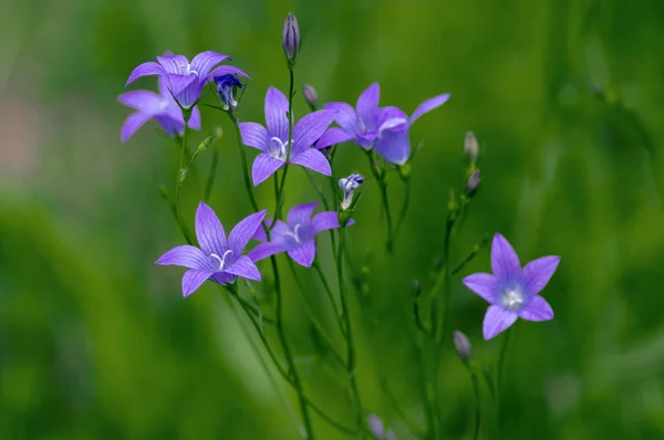 Campanula patula planta con flores silvestres, bellas flores de campanas púrpuras extendidas en flor — Foto de Stock