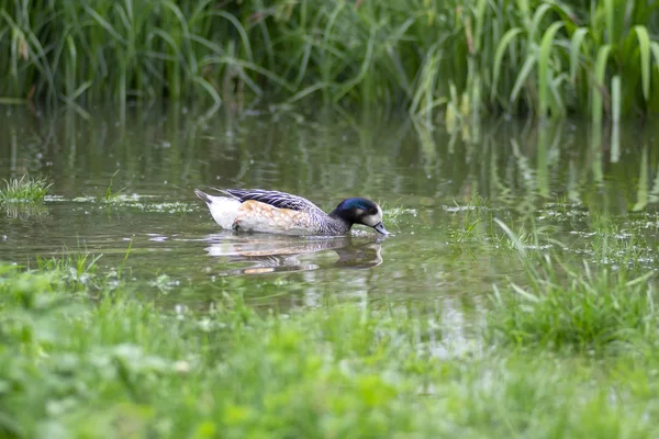 美丽的野生奇洛假发游泳在绿色公园的小池塘，马雷卡西比拉特里克斯野生水鸟 — 图库照片
