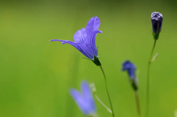 坎帕努拉花野开花植物，美丽的紫色蔓延钟花盛开 — 图库照片