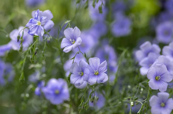 Linum usitatissimum flowering ornamental garden plant, group of beautiful blue flowers in bloom — Stock Photo, Image
