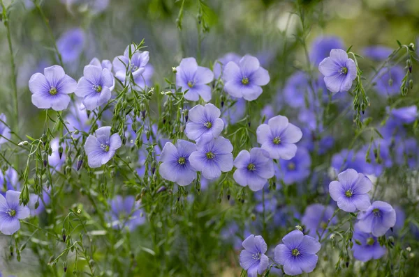 Linum usitatissimum blühende Zierpflanze im Garten, Gruppe schöner blauer Blüten — Stockfoto
