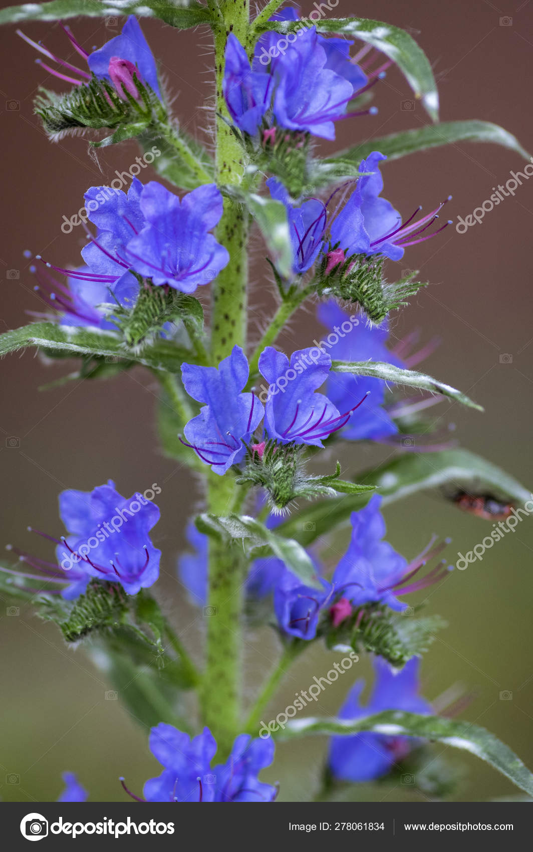 紫杉花野花花 一株株蓝花盛开 图库照片 C Ivusakzkrabice