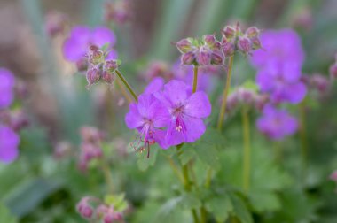 Sardunya cantabrigiense Karmina tomurcuklarla çiçekli bitkiler, bahçede çiçek süs pembe cranesbill çiçekler grubu