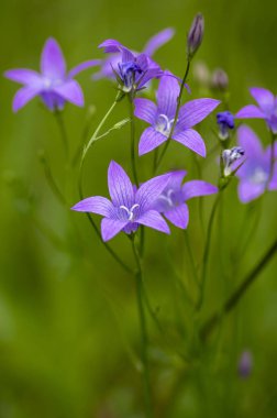 Campanula patula yabani çiçekli bitki, çiçek güzel mor yayılan çan çiçekleri çiçek
