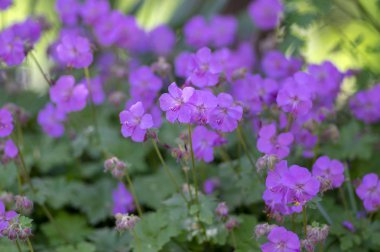 Geranium cantabrigiense karmina flowering plants with buds, group of ornamental pink cranesbill flowers in bloom in the garden clipart