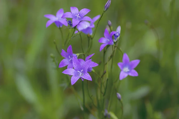 Campanula patula wild flowering plant, beautiful purple spreading bellflowers flowers in bloom — Stock Photo, Image