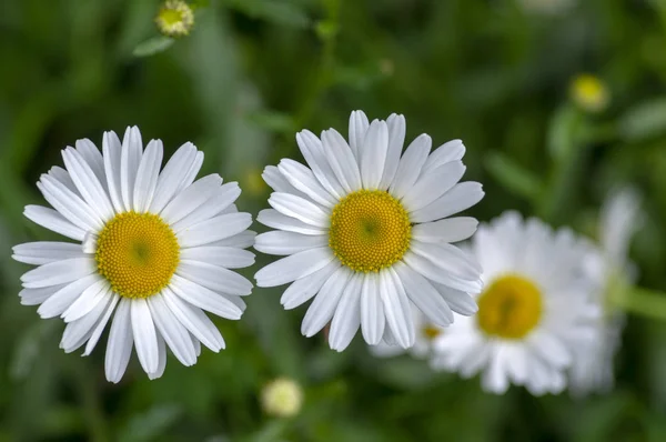 白种草草野花与白色的花瓣和黄色的中心在盛开，开花美丽的植物 — 图库照片