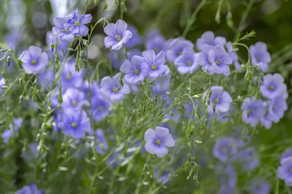 Linum usitatissimum planta de jardín ornamental con flores, grupo de hermosas flores azules en flor — Foto de Stock