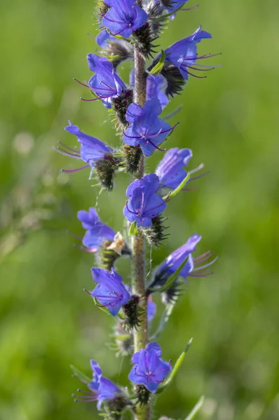 Echium vulgare wild flowering plant, group of blue flowers in bloom on one stem — Stock Photo, Image