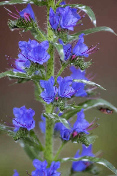 Echium vulgare wild flowering plant, group of blue flowers in bloom on one stem — Stock Photo, Image