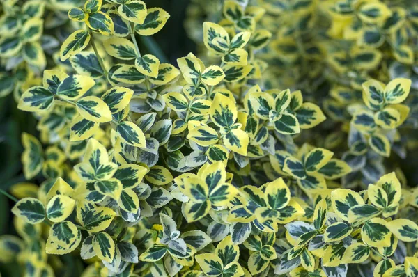 Euonymus fortunei emeralnd n gold cultivar leaves, yellow and green leaves, ornamental branches — Stock Photo, Image