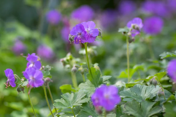 Geranium cantabrigiense karmina blühende Pflanzen mit Knospen, eine Gruppe rosa Zierblumen im Garten — Stockfoto