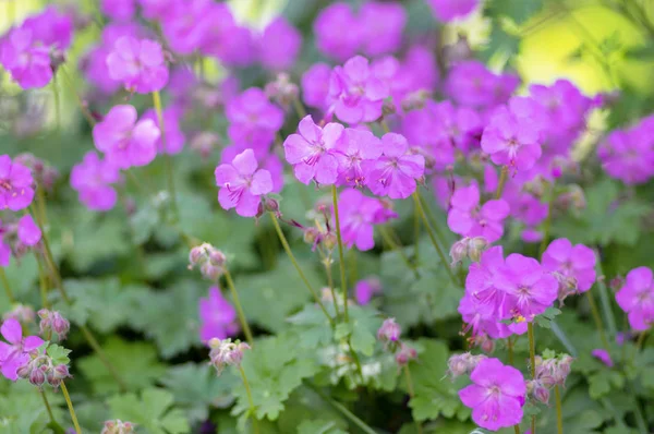 Geranium cantabrigiense karmina blühende Pflanzen mit Knospen, eine Gruppe rosa Zierblumen im Garten — Stockfoto