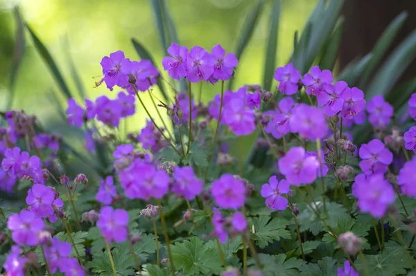 Geranium cantabrigiense karmina plantes à fleurs avec bourgeons, groupe de fleurs ornementales rose bec en fleurs dans le jardin — Photo